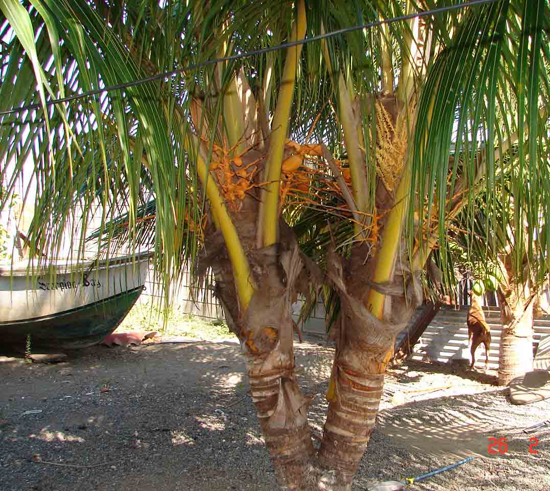 Foto de Puntarenas, Costa Rica