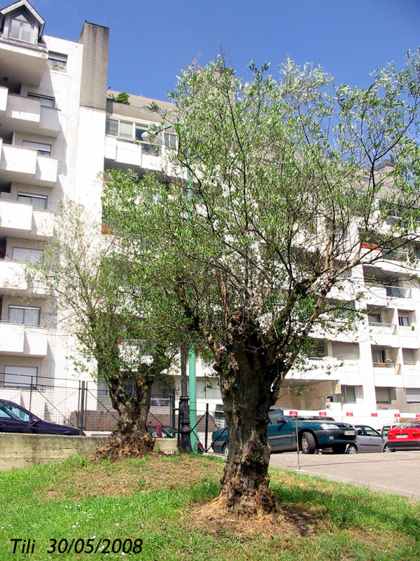 Foto de Oviedo (Asturias), España