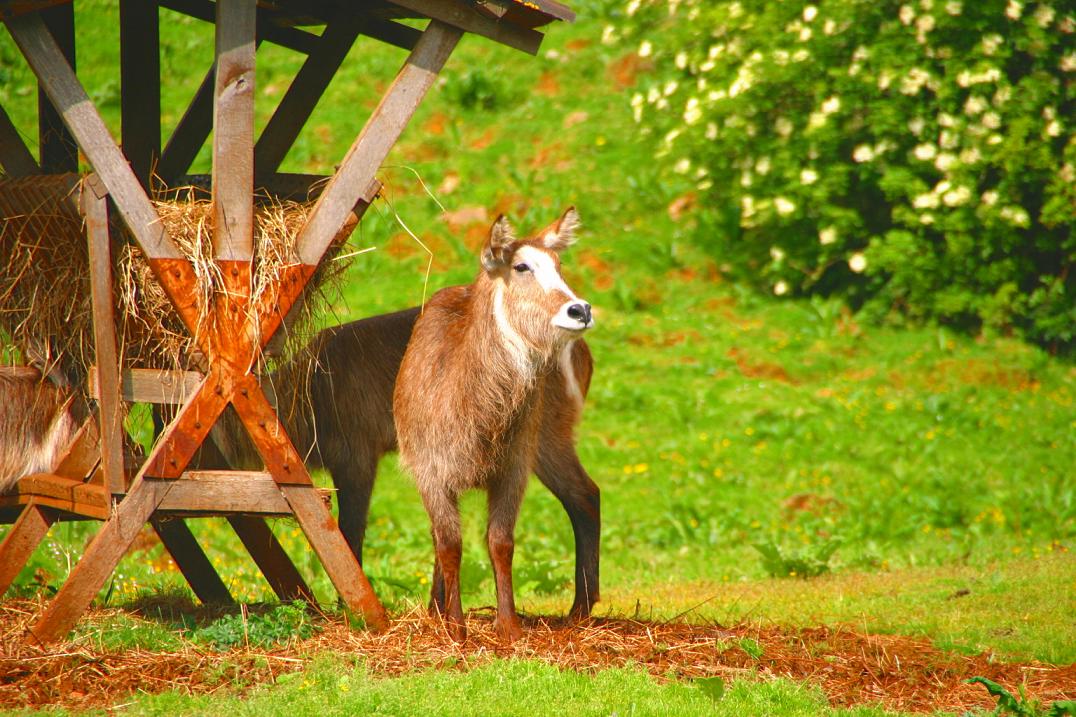 Foto de Cabárceno (Cantabria), España