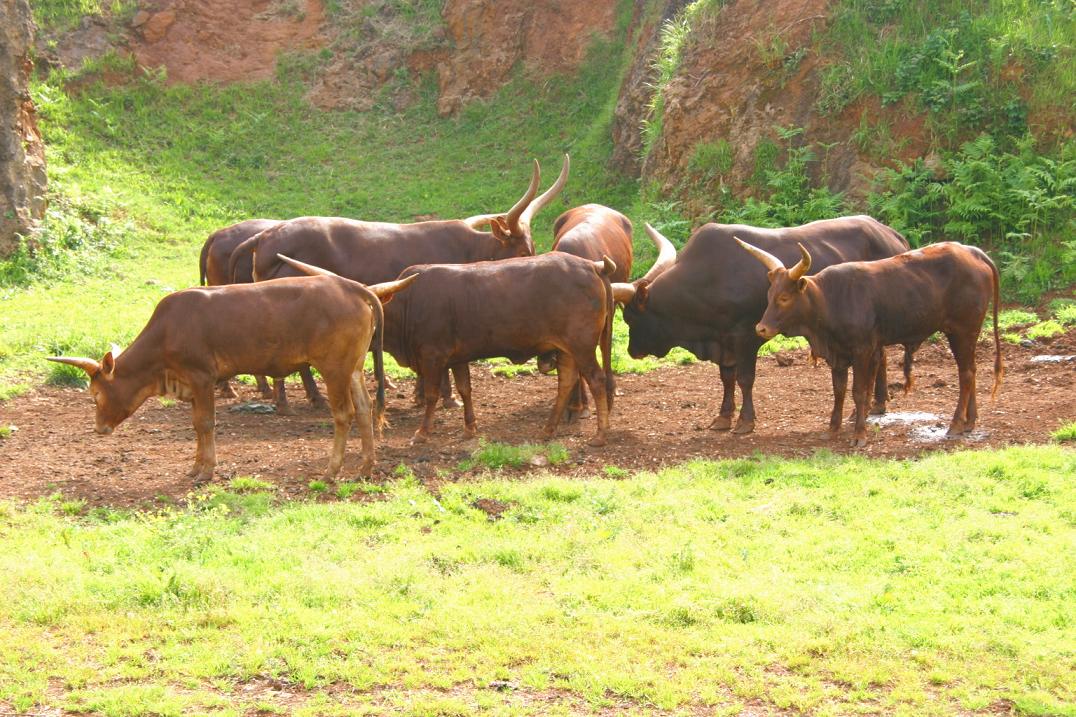 Foto de Cabárceno (Cantabria), España