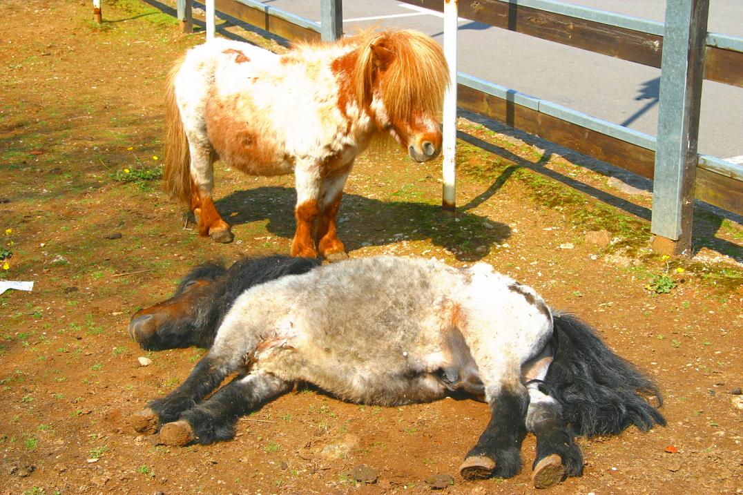 Foto de Cabárceno (Cantabria), España