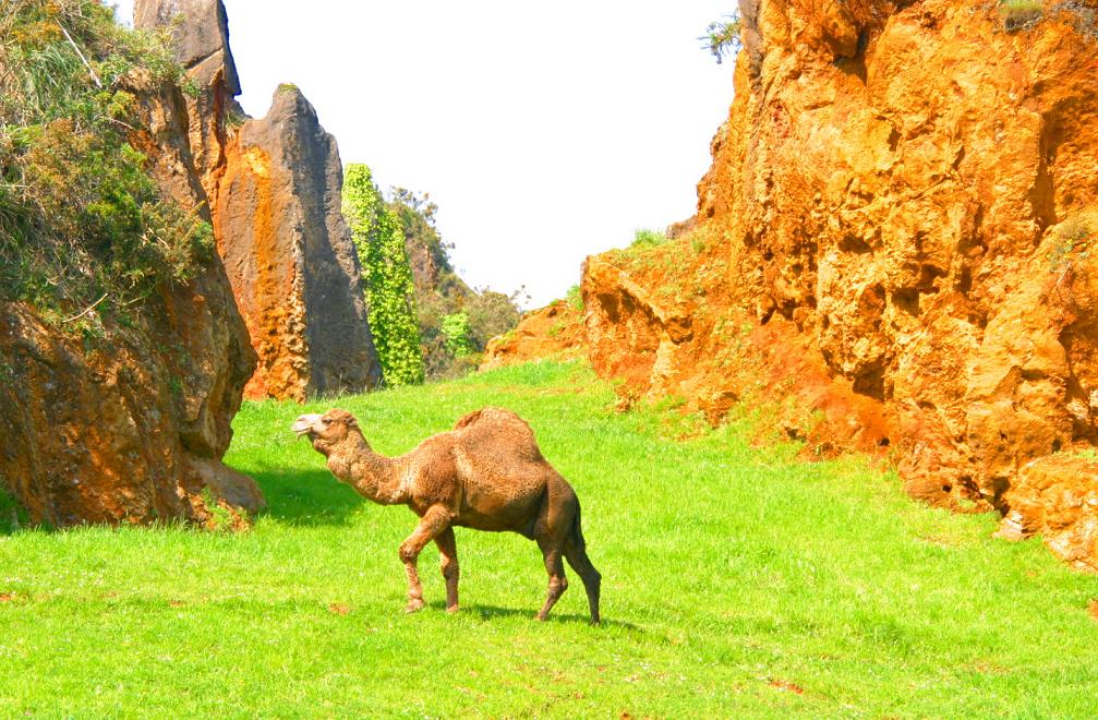 Foto de Cabárceno (Cantabria), España