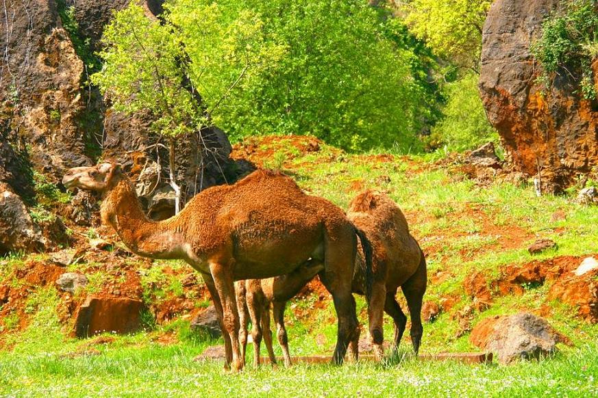 Foto de Cabárceno (Cantabria), España