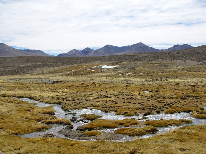 Foto de Arica (Altiplano), Chile