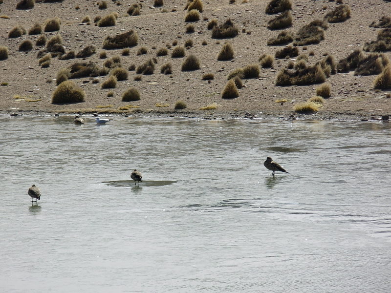 Foto de Arica (Altiplano), Chile