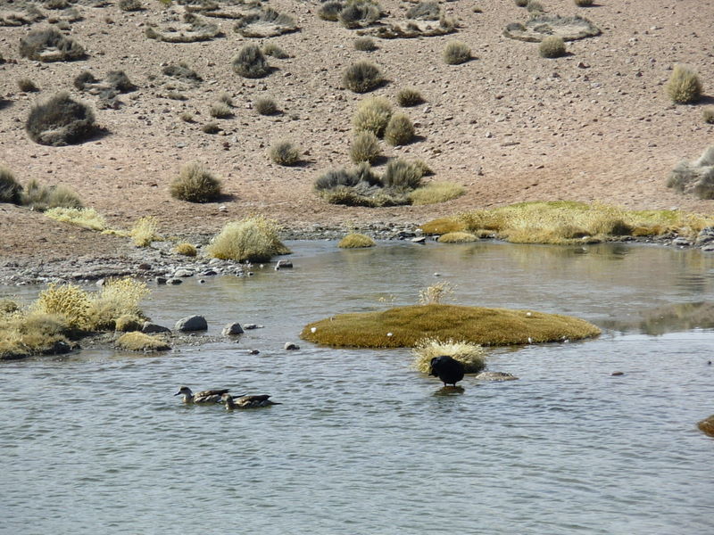 Foto de Arica (Altiplano), Chile