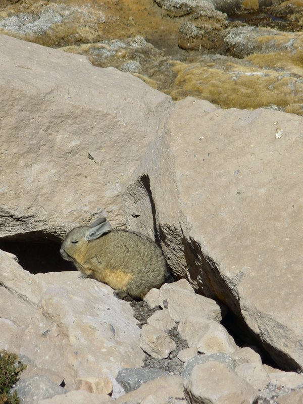 Foto de Arica (Altiplano), Chile