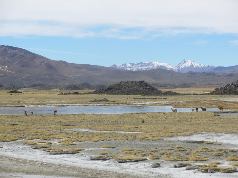 Foto de Arica (Altiplano), Chile