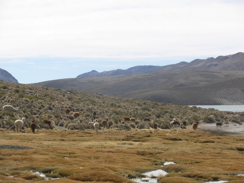 Foto de Arica (Altiplano), Chile