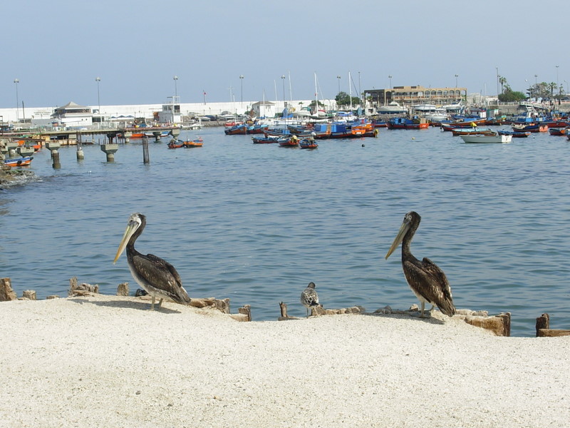 Foto de Iquique, Chile