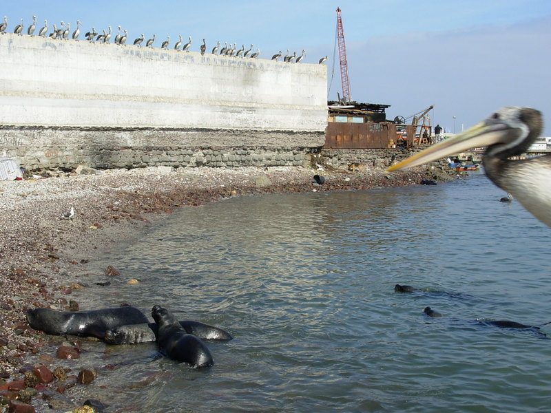 Foto de Iquique, Chile