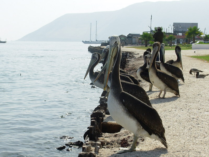 Foto de Iquique, Chile