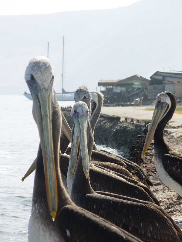 Foto de Iquique, Chile