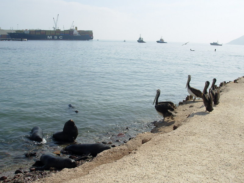 Foto de Iquique, Chile