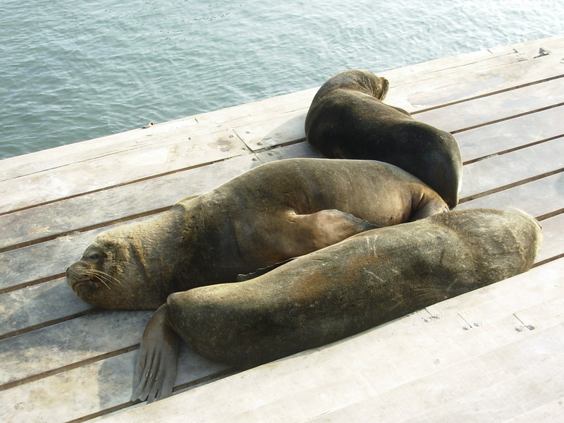 Foto de Iquique, Chile