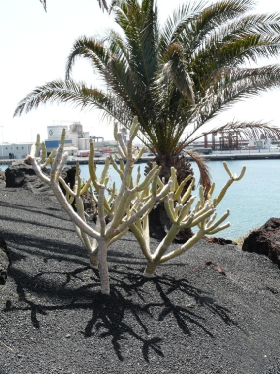 Foto de Lanzarote (Las Palmas), España