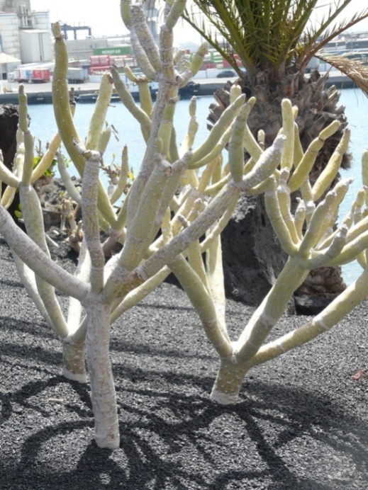 Foto de Lanzarote (Las Palmas), España