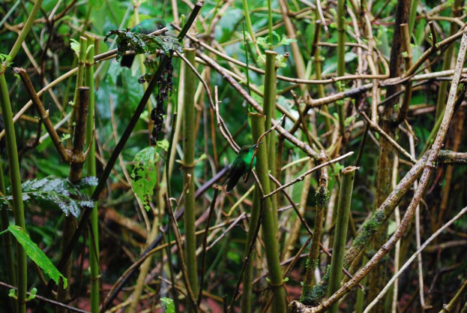 Foto de Alajuela, Costa Rica