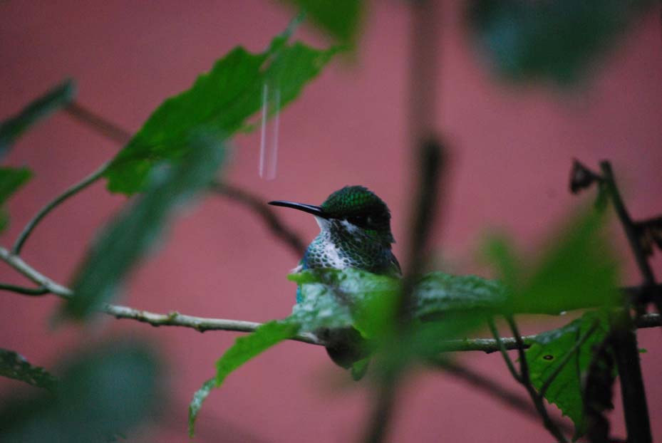 Foto de Alajuela, Costa Rica