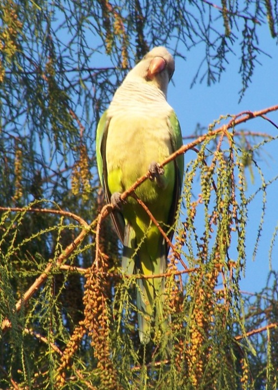 Foto de Buenos Aires, Argentina