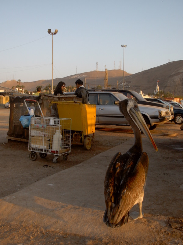 Foto de Arica, Chile