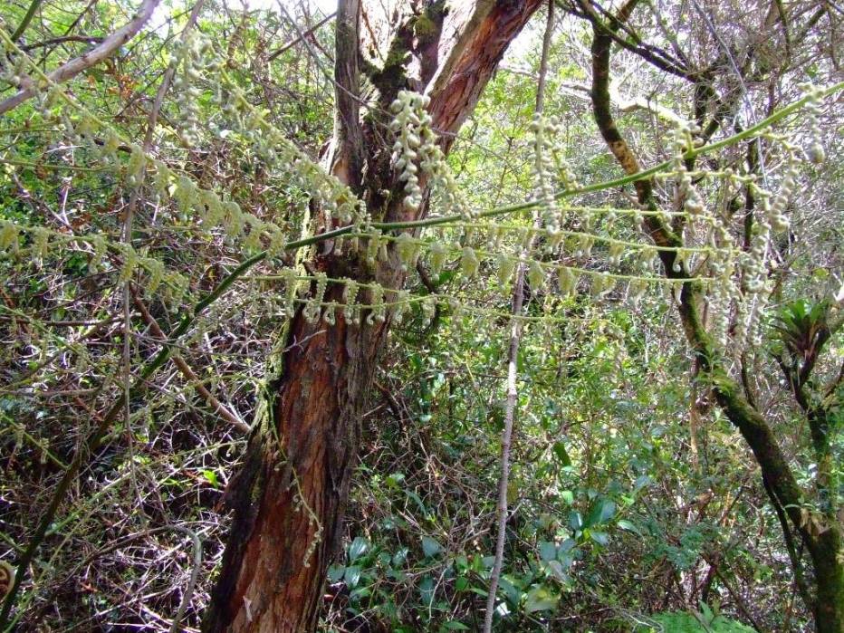 Foto de Poas (Alajuela), Costa Rica