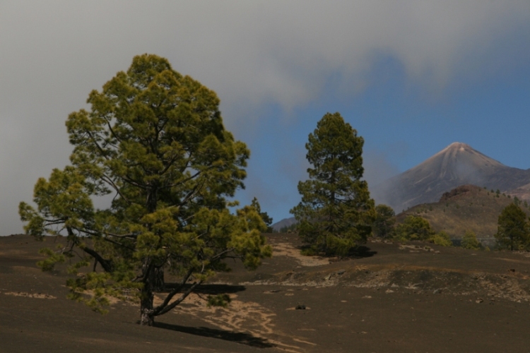 Foto de Tenerife (Santa Cruz de Tenerife), España