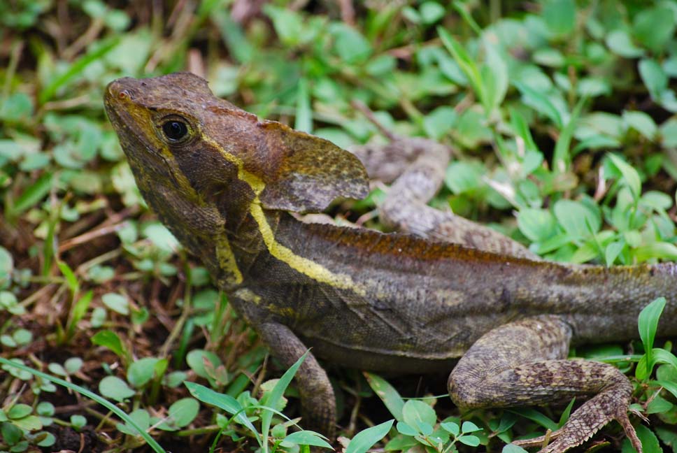 Foto de Limón, Costa Rica