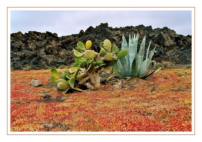 Foto de Lanzarote (Las Palmas), España