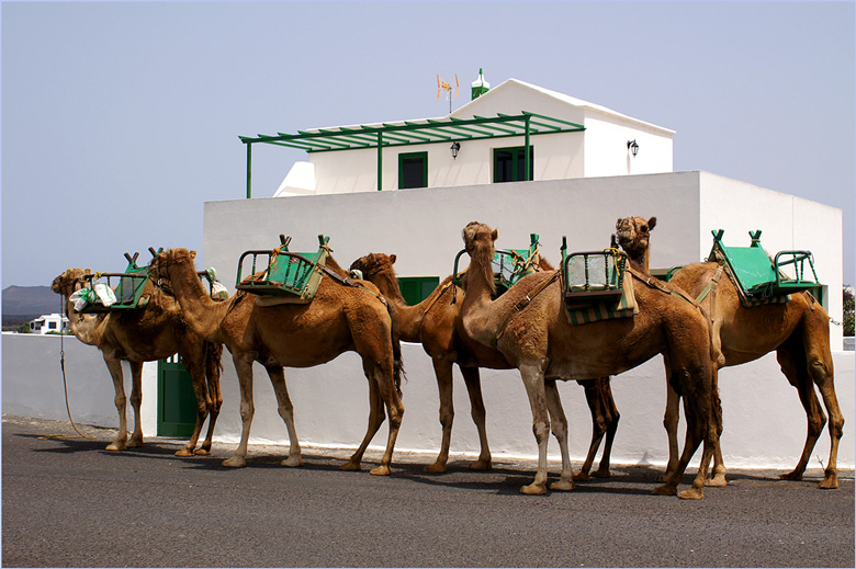 Foto de Lanzarote (Las Palmas), España