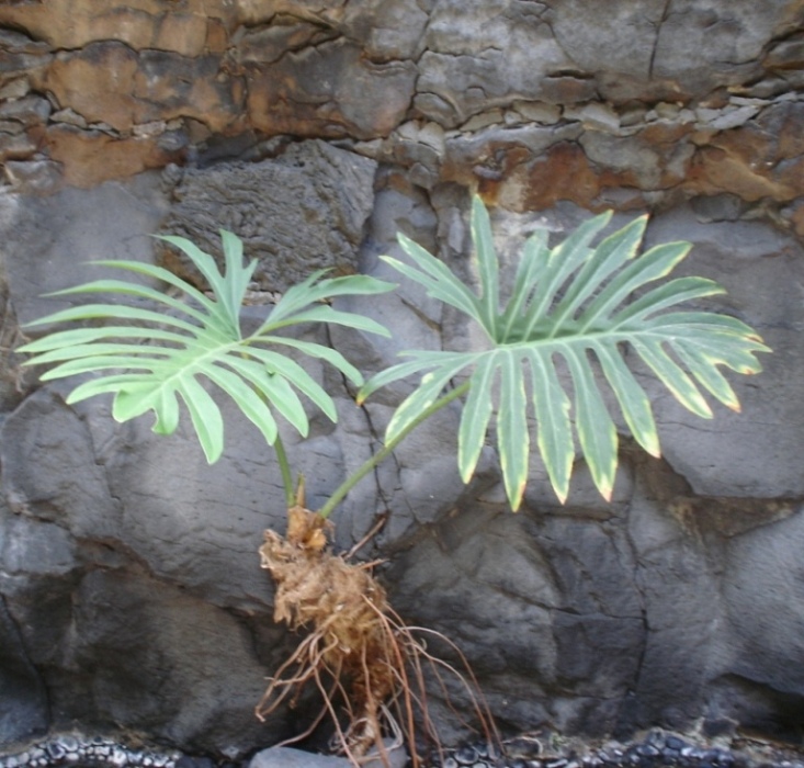 Foto de Lanzarote (Las Palmas), España