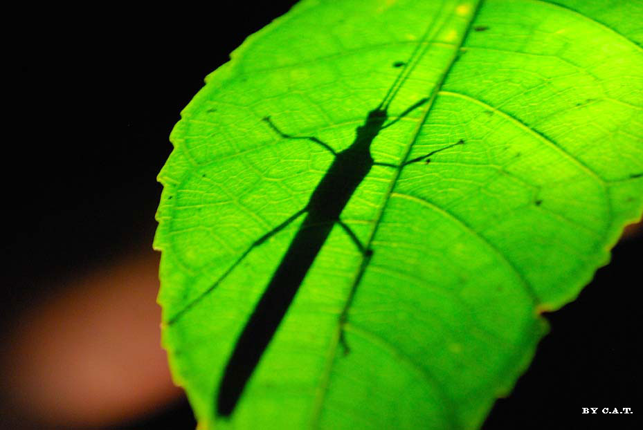 Foto de Puntarenas, Costa Rica