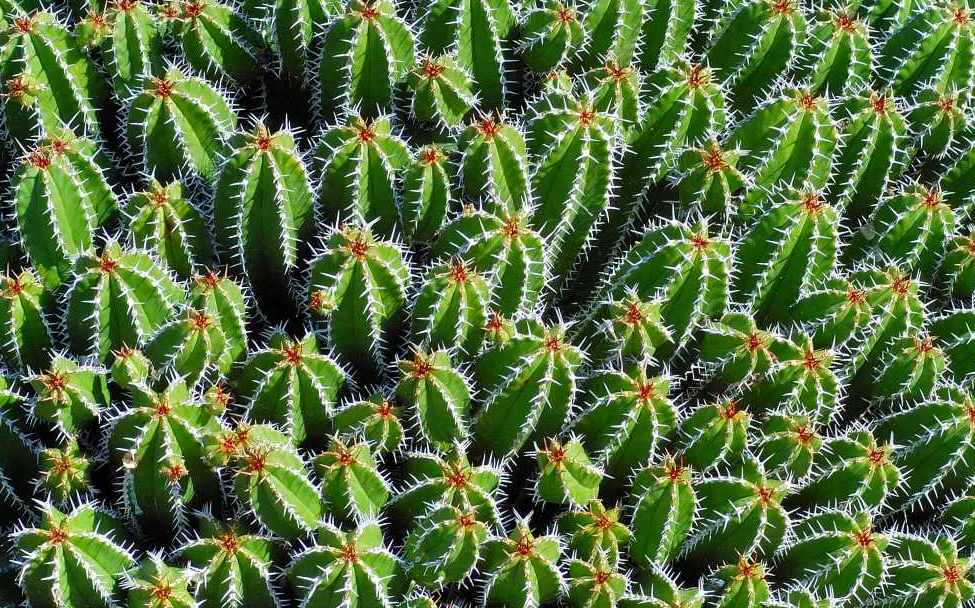 Foto de Lanzarote (Las Palmas), España