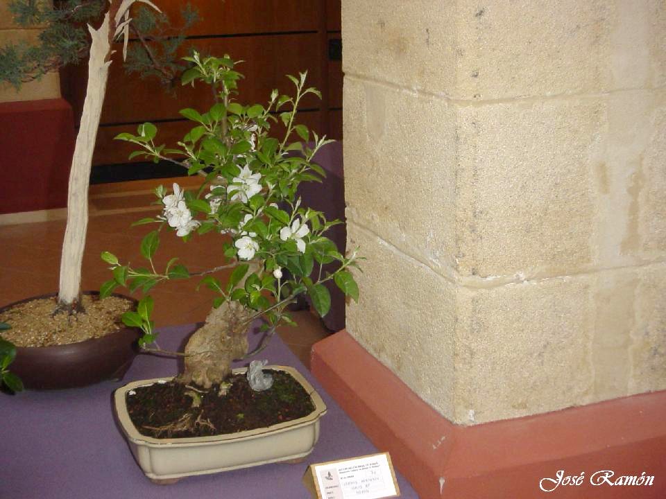 Foto de Jerez de la Frontera (Cádiz), España