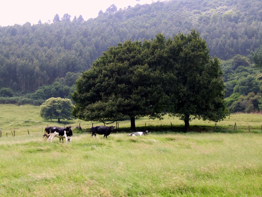 Foto de Heras (Cantabria), España