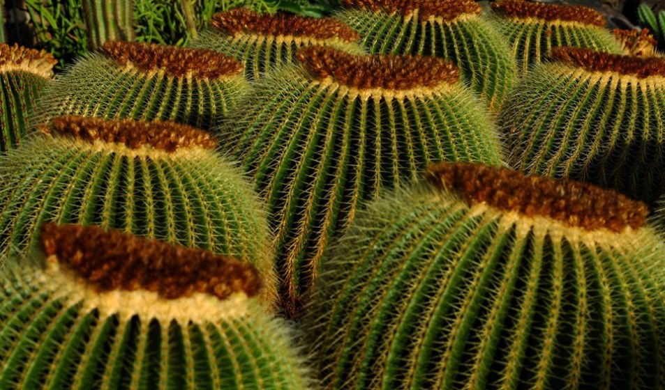 Foto de Lanzarote (Las Palmas), España