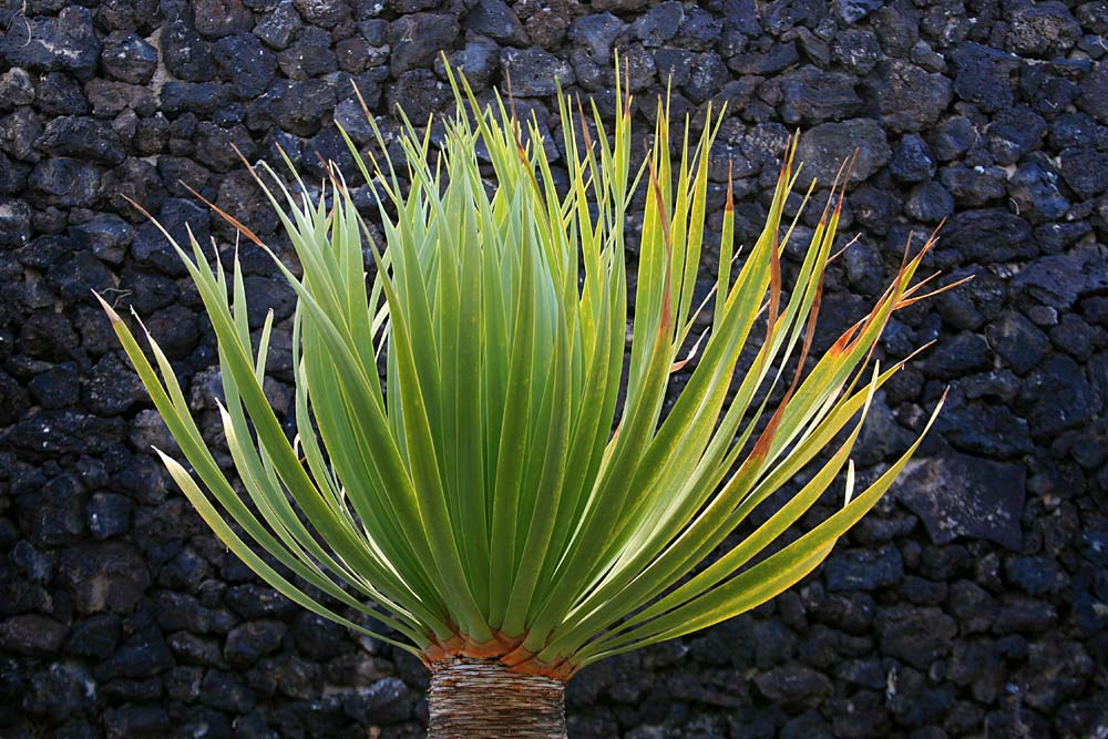 Foto de Lanzarote (Las Palmas), España