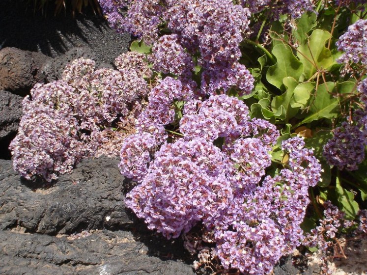 Foto de Lanzarote (Las Palmas), España