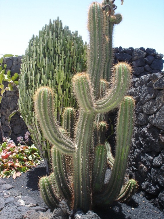 Foto de Lanzarote (Las Palmas), España