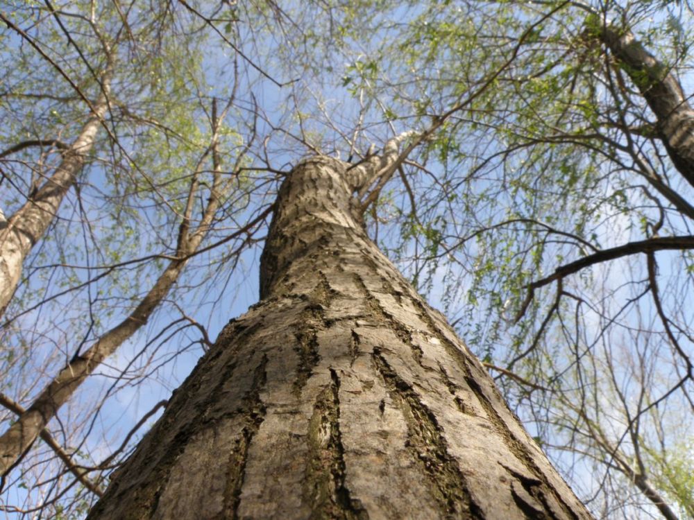 Foto de Olivos (Buenos Aires), Argentina