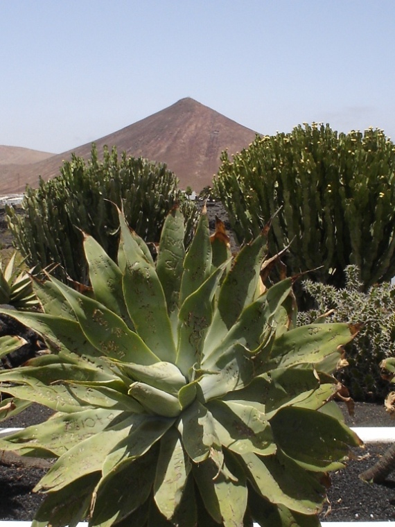 Foto de Lanzarote (Las Palmas), España