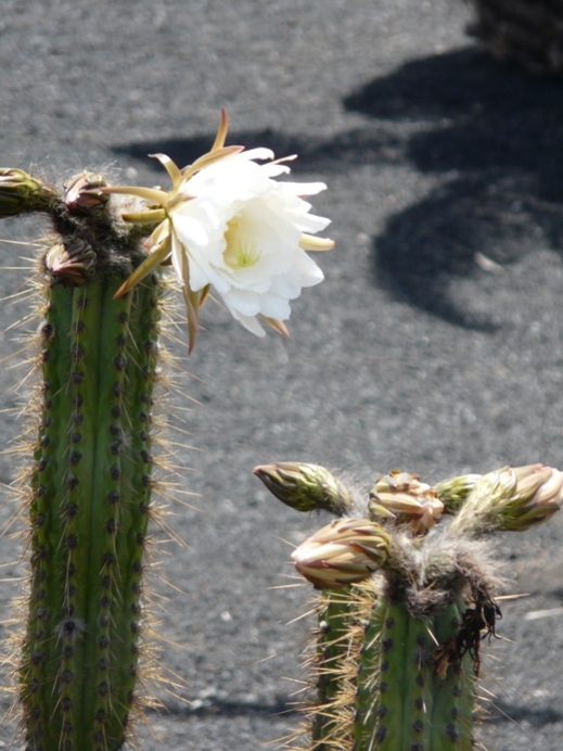 Foto de Lanzarote (Las Palmas), España