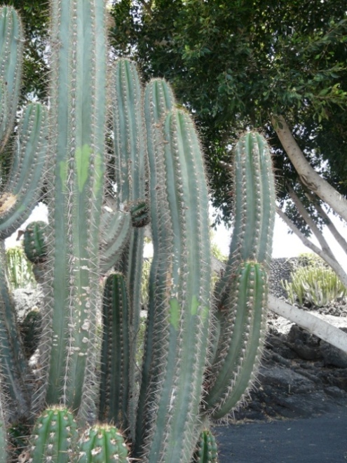 Foto de Lanzarote (Las Palmas), España