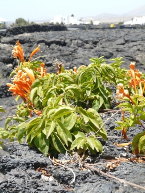 Foto de Lanzarote (Las Palmas), España