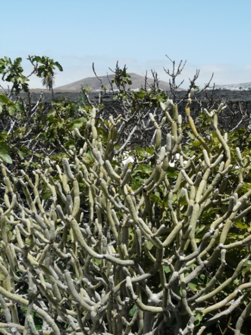 Foto de Lanzarote (Las Palmas), España