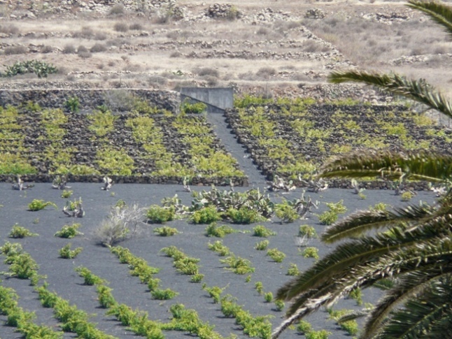 Foto de Lanzarote (Las Palmas), España