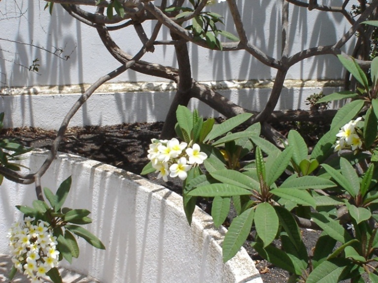 Foto de Lanzarote (Las Palmas), España