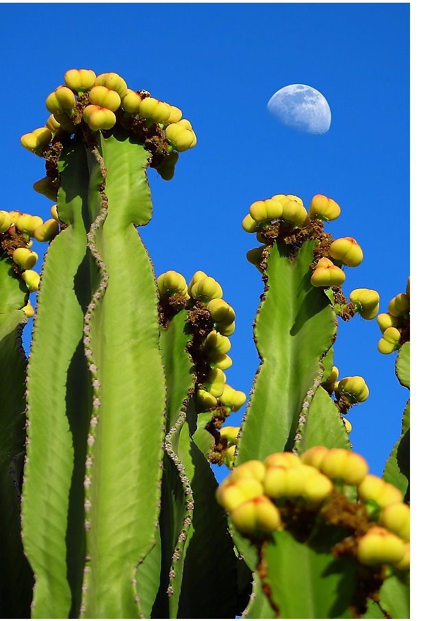 Foto de Lanzarote (Las Palmas), España