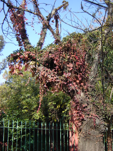 Foto de San Isidro (Buenos Aires), Argentina