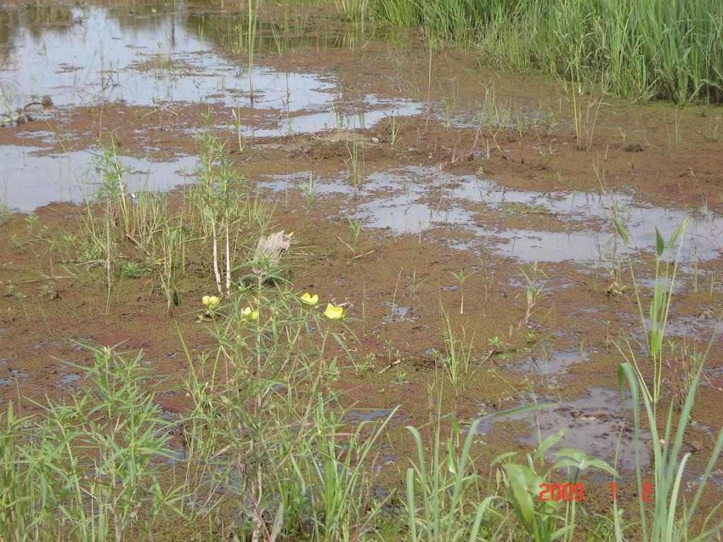 Foto de Río Paraná Guazú, Argentina